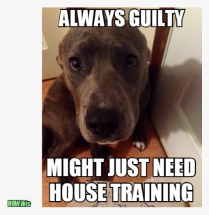 How To House Train A Dog That Is Stubborn,training - New Dog Meme House Training #1347620