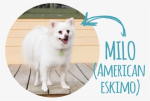 Hello World My Name Is Milo And I'm An American Eskimo, #1347880