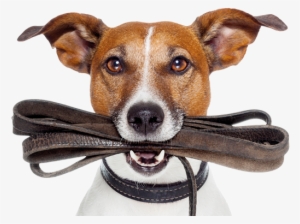 Protection And Care For Your Pet - Dog's Guide To Having An Owner #1347964