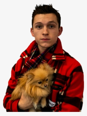 Report Abuse - Tom Holland And Dog #1350135