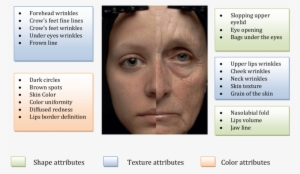 Difference Between A Young And An Old Woman Face - Difference Between Young And Old #1351734