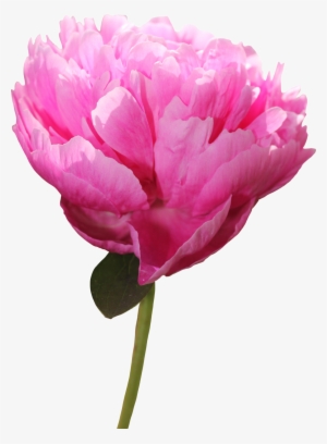 Peony Png Picture - Peony #1352883