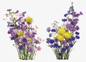 English Lavender Cut Flowers - Free Flower Overlay Png #1353176