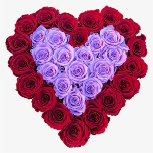 Real Long Lasting Roses - The Royal Roses #1353247