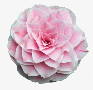 Tumblr O6cjfmmg6j1rm6jd7o1 1280 - Camellia Flower #1353452