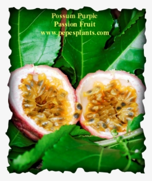 Edible Passion Fruit Vine #1354874