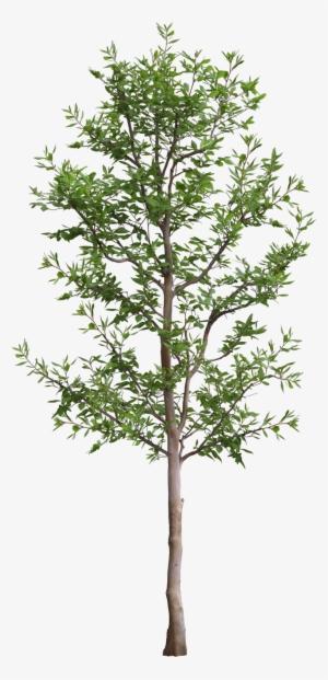 Pin By Alfredo On Arboles Y Personas - Portable Network Graphics #1355887