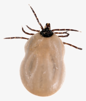 Tick Png Transparent - Fed Black Legged Deer Tick #1356728