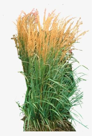 Ornamental Grass Png - Karl Foerster Grass Png #1356768