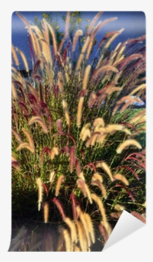 Photography #1356800