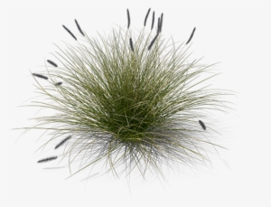 Product Item - Pennisetum Grass Top View Png #1356847