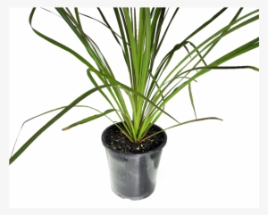 Cordyline Banksii #1357279