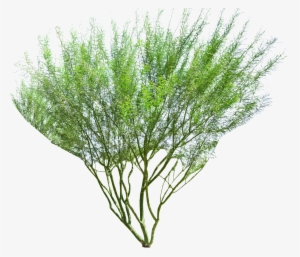 Museum Palo Verde - Palo Verde Tree Png #1357362