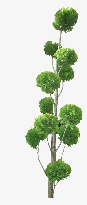 Topiary Tree Png - Ilex Crenata Kinme Bonsai Tree Png #1358316