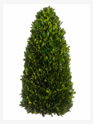 7" Preserved Boxwood Cone Topiary Green - Fraser Fir Christmas Tree #1358347