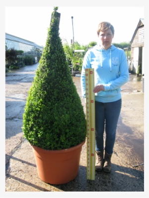 Buxus Sempervirens Pyramid/cone 190cm Set Of - Buxus Pyramid #1358410
