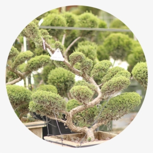 Southwest Nursery - Topiary #1358651