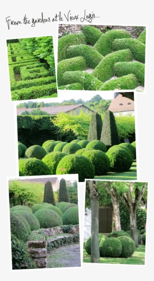 Topiary Magic Revealed - Hedge #1358745