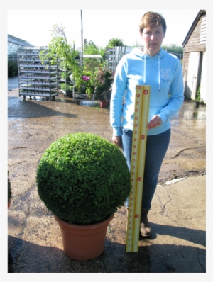 Buxus Sempervirens Ball 65cm Set Of - Buxus Sempervirens Ball 60cm #1358800