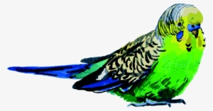 Budgerigar Bird Parrot Watercolor Painting - Watercolor Painting #1360018