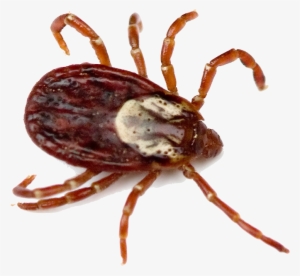 Tick Insect Png - Difference Between Wood Ticks And Deer Ticks #1360051