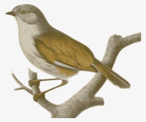 Sparrow Bird Feathers Animal Brown Sitting - Vector Con Chim Se #1360120