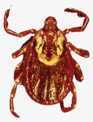 Download Amazing High-quality Latest Png Images Transparent - Tick #1360229