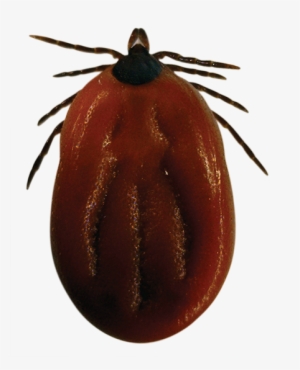 Blacklegged / Deer Tick - Lyme Disease Ticks Png #1360389