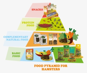 Food Pyramid For Hamsters1 - Food Pyramid For Hamsters #1360701