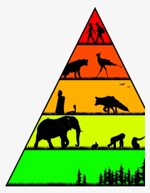 For The First Image Text Was Added After Being Given - Saltwater Crocodile #1360886