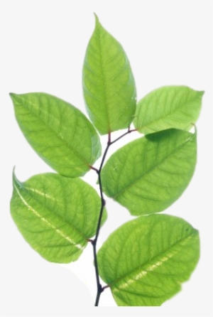 Japanese Knotweed Pictures - Japanese Knotweed Png #1361122