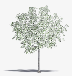 Malus Floribunda #1361215