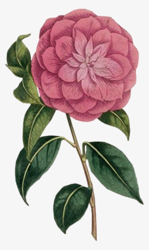 Flower Spring Pink Png Free Overlays Overlay Kpopedit - Botanica Art 2018 Easel Calendar #1361502