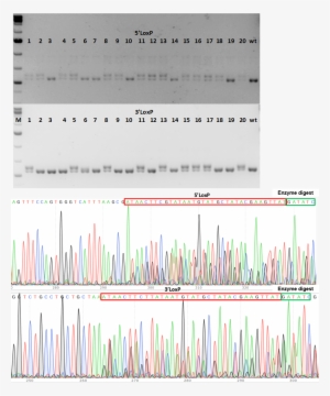 Crispr Cko Case Study 2b - Crispr Cas9 Knock Out Geneotyping #1361680