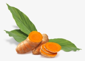 Superfood Turmeric Vector Library Stock - Turmeric #1362883