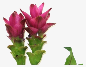 Ginger Flower Png Clip Transparent Library - Ginger Flower Png #1363742