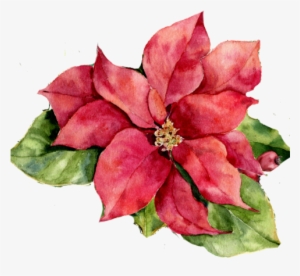 Poinsettia - Watercolour Poinsettia Flower #1364663