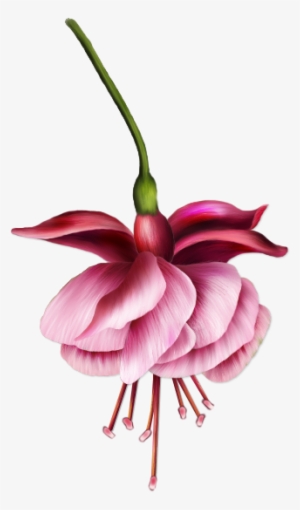 Image Du Blog Virtuellife - Botanical Illustration #1364701