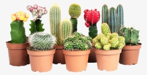 Yebbi Gongju Images Png Pinterest Cacti Yebbigongju - Cactus Con Flores Ikea #1364785