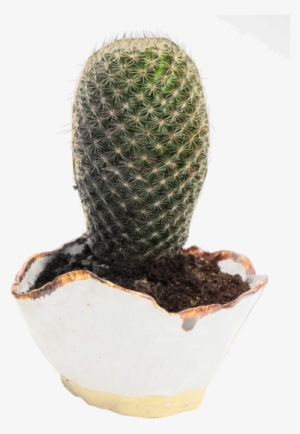 Cactus Transparent #1364833