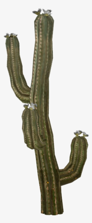 Cactus - Selenicereus Hamatus #1364909