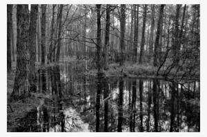 This Free Icons Png Design Of Swamp 2 Grayscale #1365163