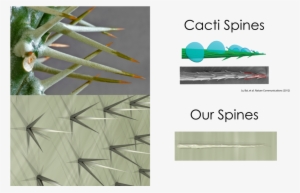 Cactivsdewpoint - Bio Design Challenge Dew Point #1365264