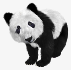 Panda Transparent Png #1365363