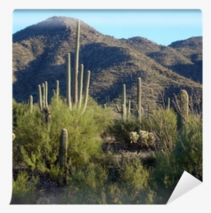 Hedgehog Cactus #1365443