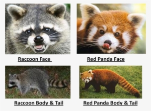 Picture2 - Raccoon And Red Panda Similarities #1365696 Picture2 - Raccoon And Red Panda Similarities #1365696