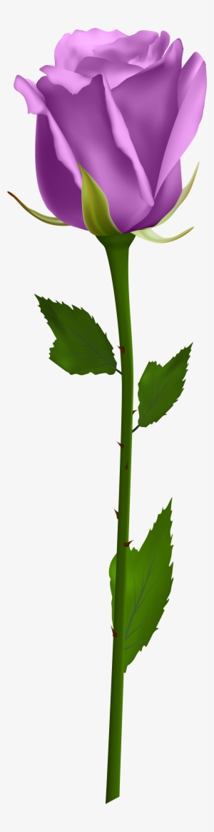 Purple Rose Clip Art Image Primavera Hello - Single White Rose Png #1366003