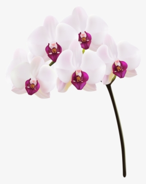 Orchid Png Clip Art Image - Orchid Png #1366192