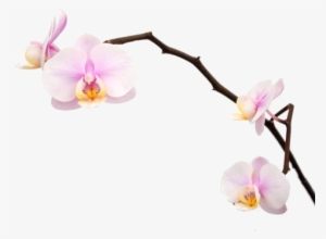 Pink-orch#vector - Pink Orchid Png Vector #1366266