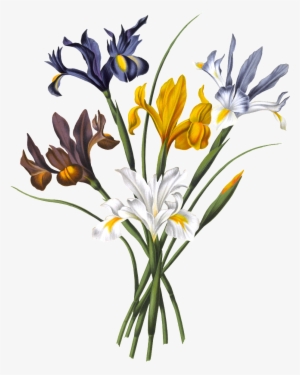 Hd Orchid Png Element - Illustration #1366316